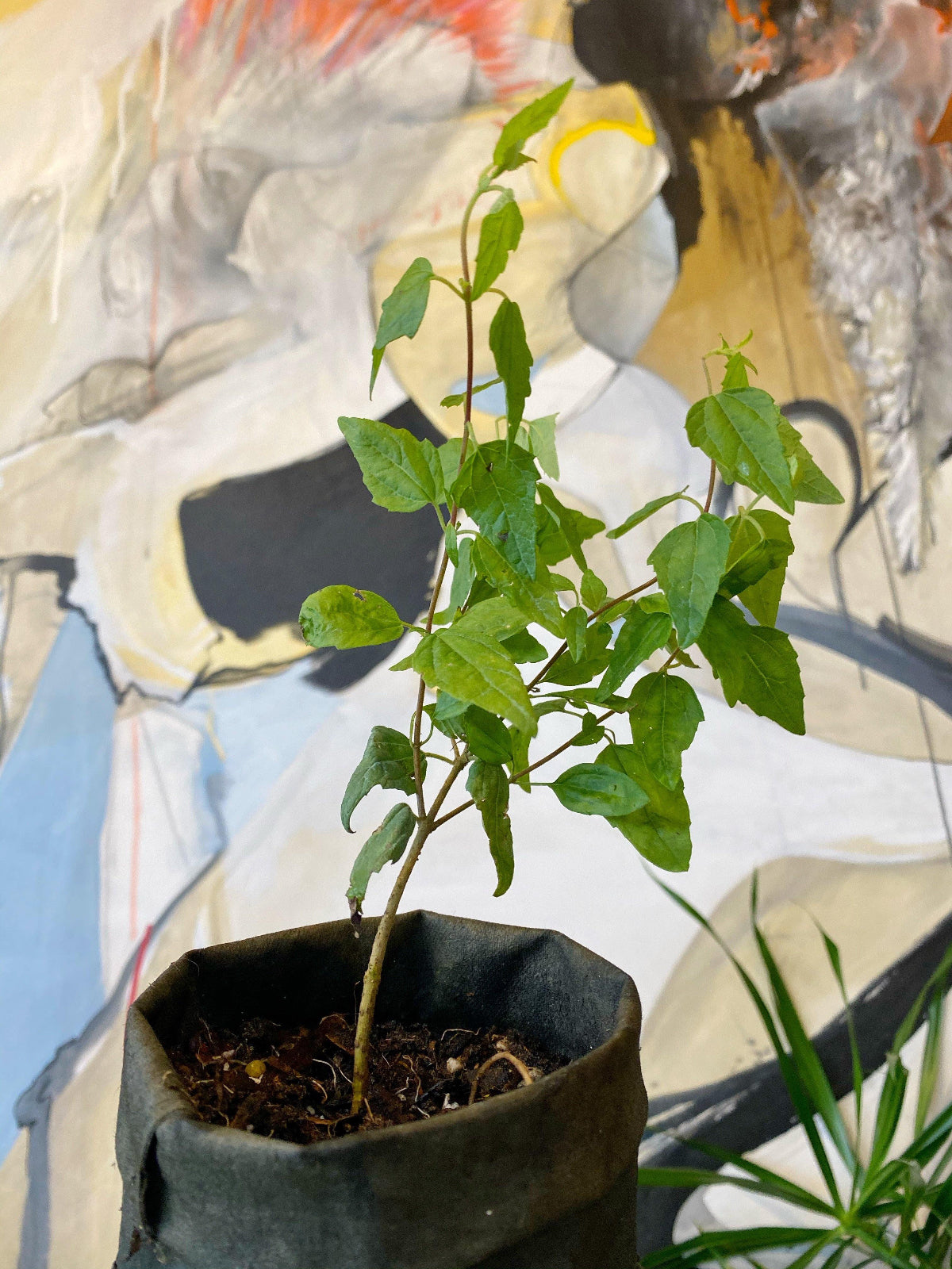 Abre Camino Boneset (Eupatorim villosum c. Koanophyllon villosum) - Witching Plants - Keven