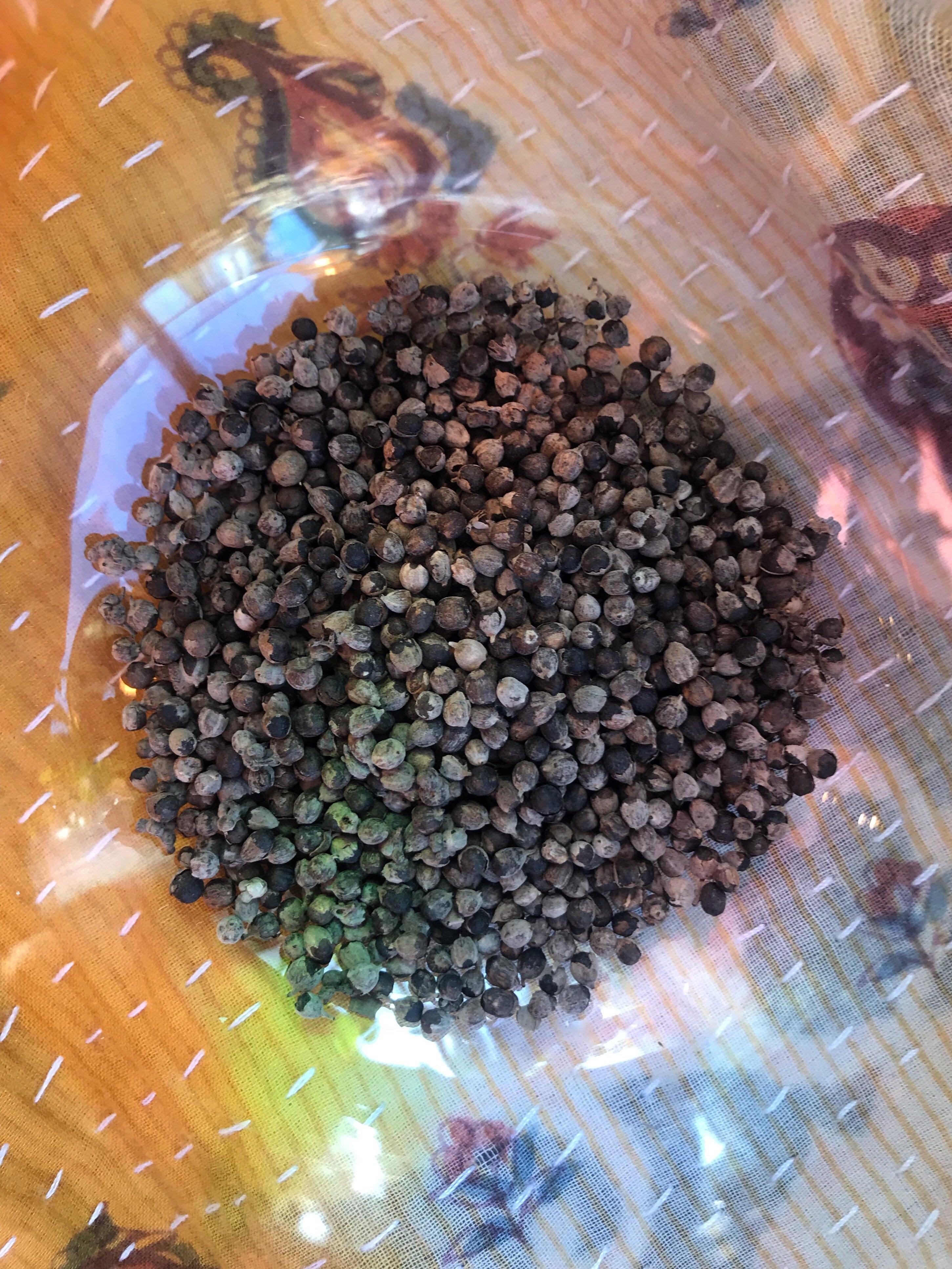 Chaste Tree Berries ( Vitex agnus castus) - Witching Herbs - Keven Craft Rituals