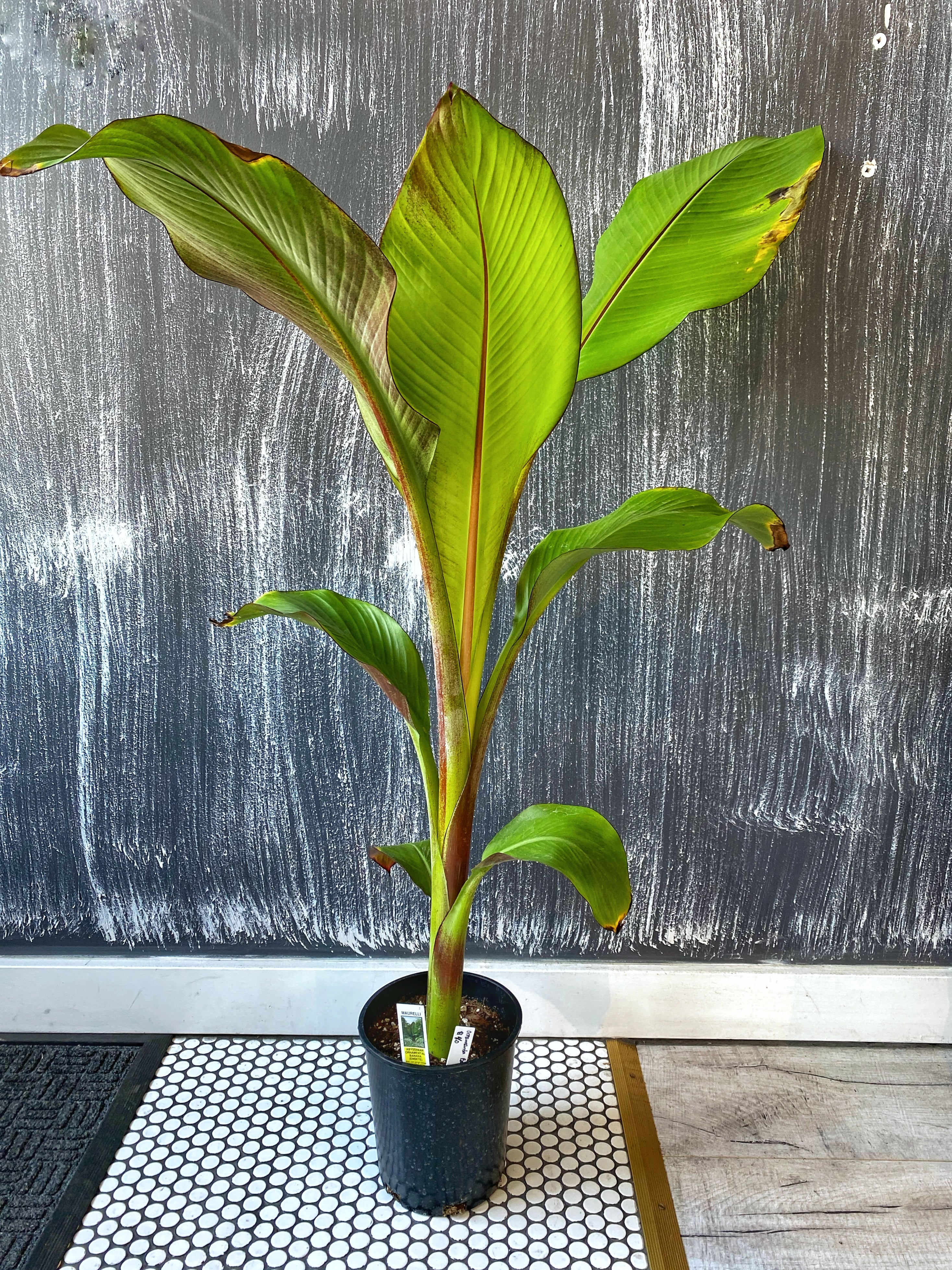 Maurelli Abyssinian Ornamental Banana - Witching Houseplants - Keven Craft Rituals