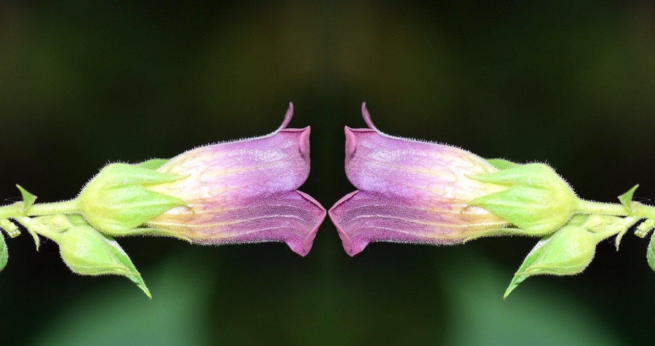 Magickal Plants (Living) & Seeds - Keven Craft Rituals