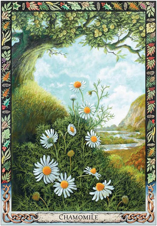 Druid Plant Oracle: Cards and Guidebook