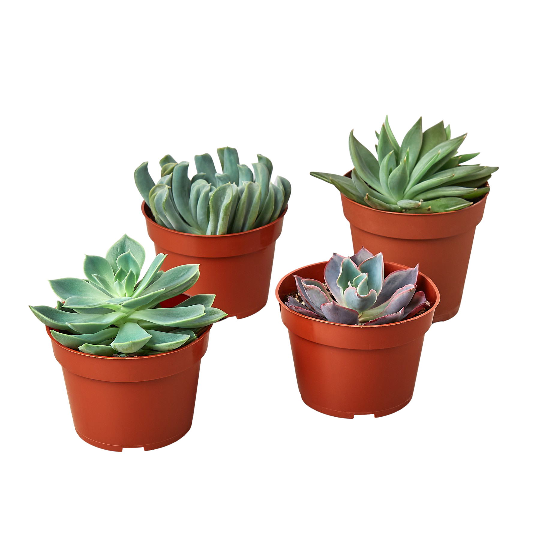 SUCC.ECHEVERIA VARIETY 4PK - Keven Craft Rituals