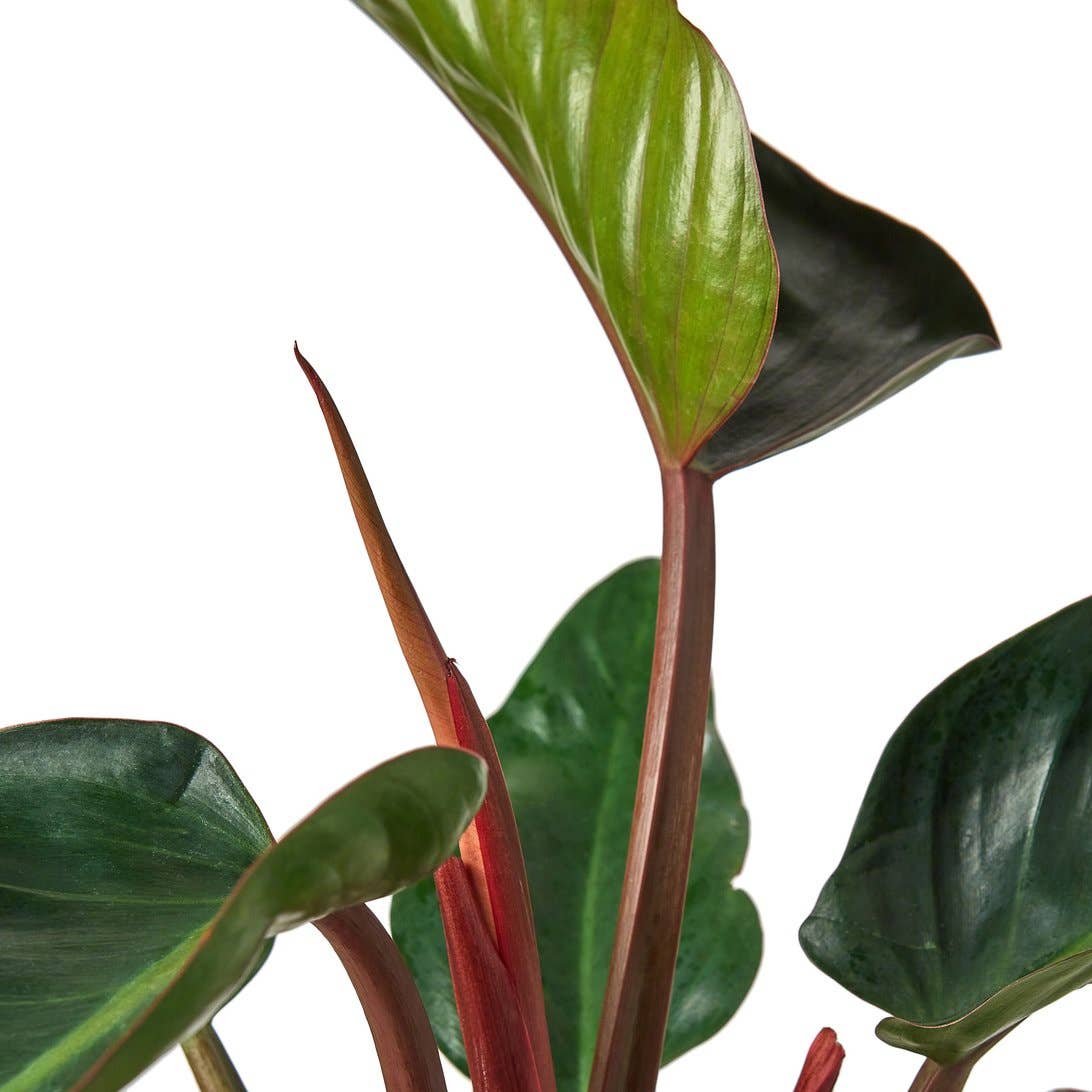 PHILODENDRON CONGO ROJO 4-inch - Keven Craft Rituals