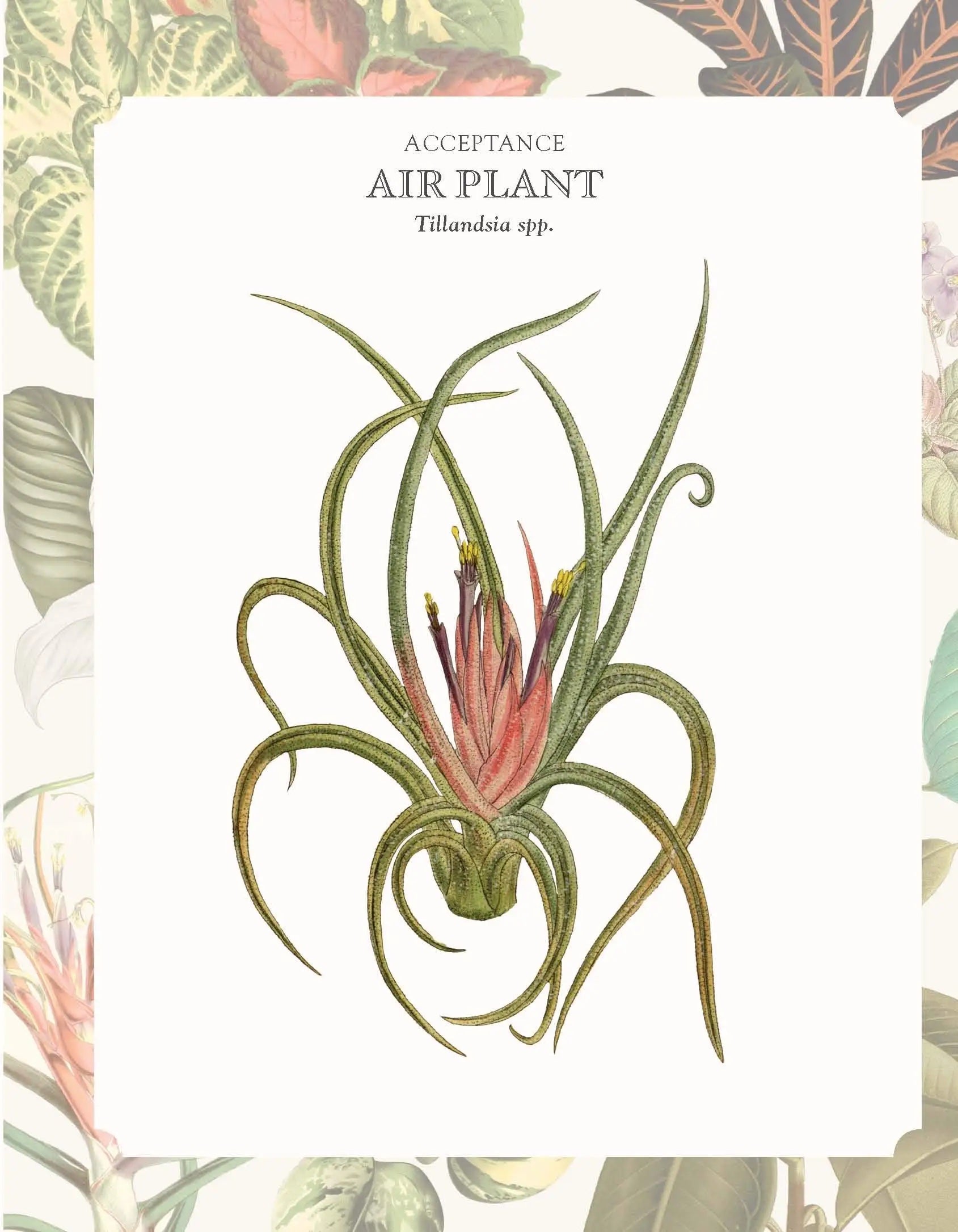 The Language of Houseplants