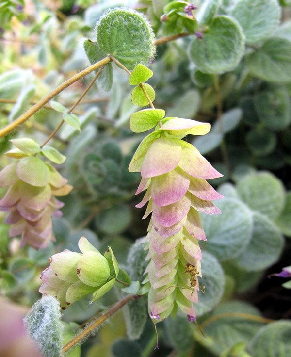 Dittany of Crete (Origanum dictamnus) Rare - Witching Plants