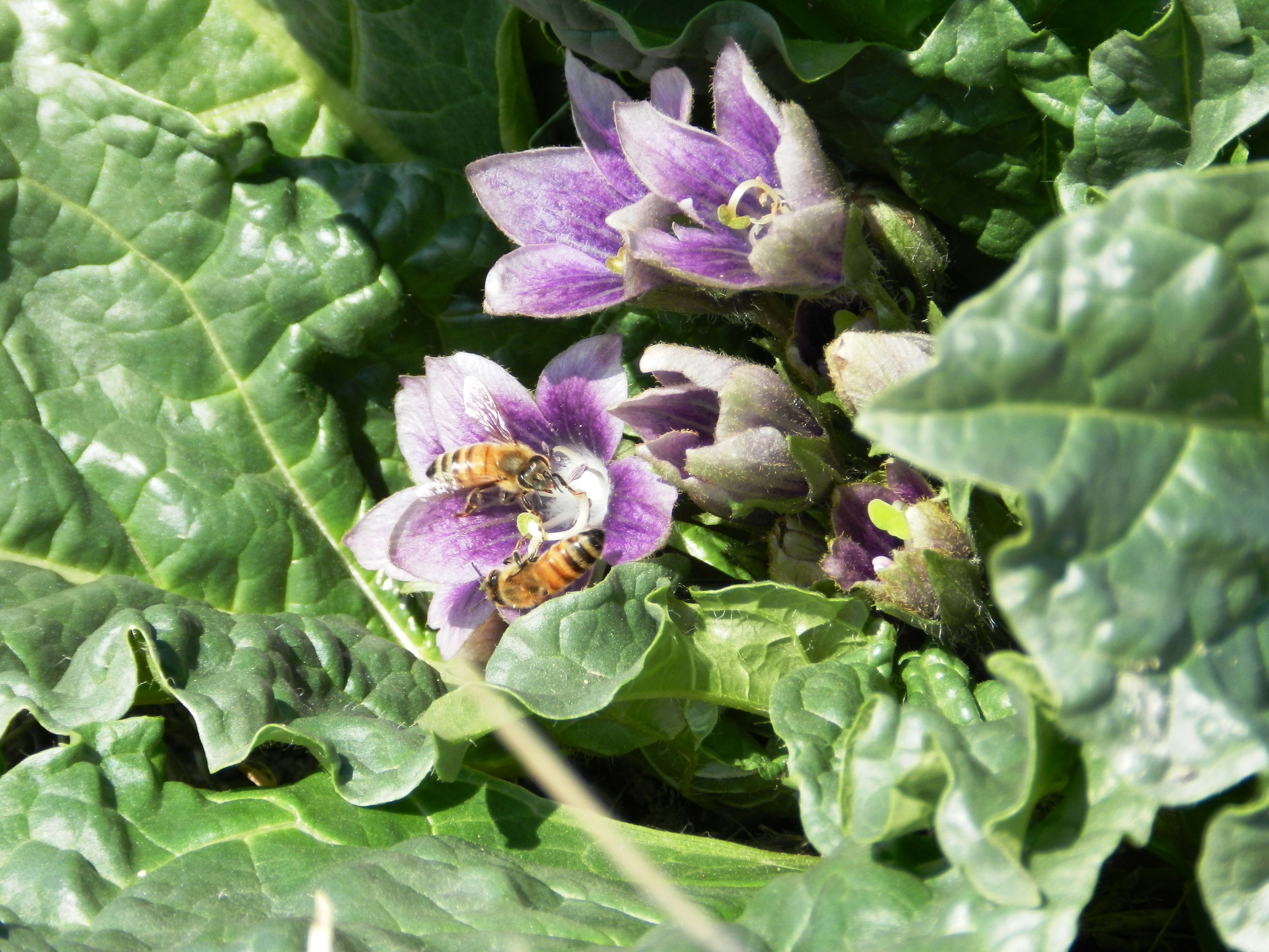 Mandrake (Mandragora autumnalis) - Witching Plants