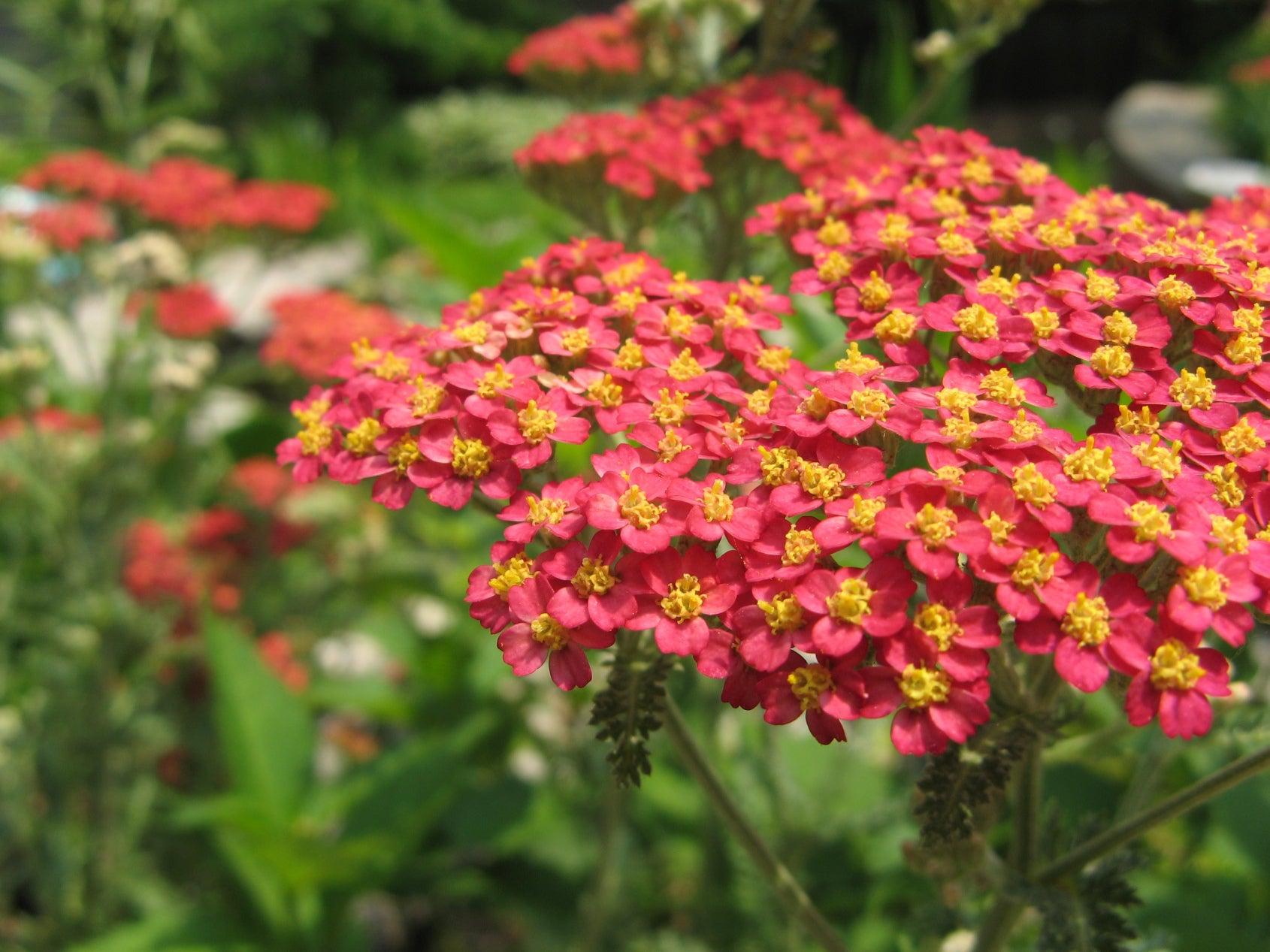 Yarrow (Achillea millefolium) Common Red - Witching Plants