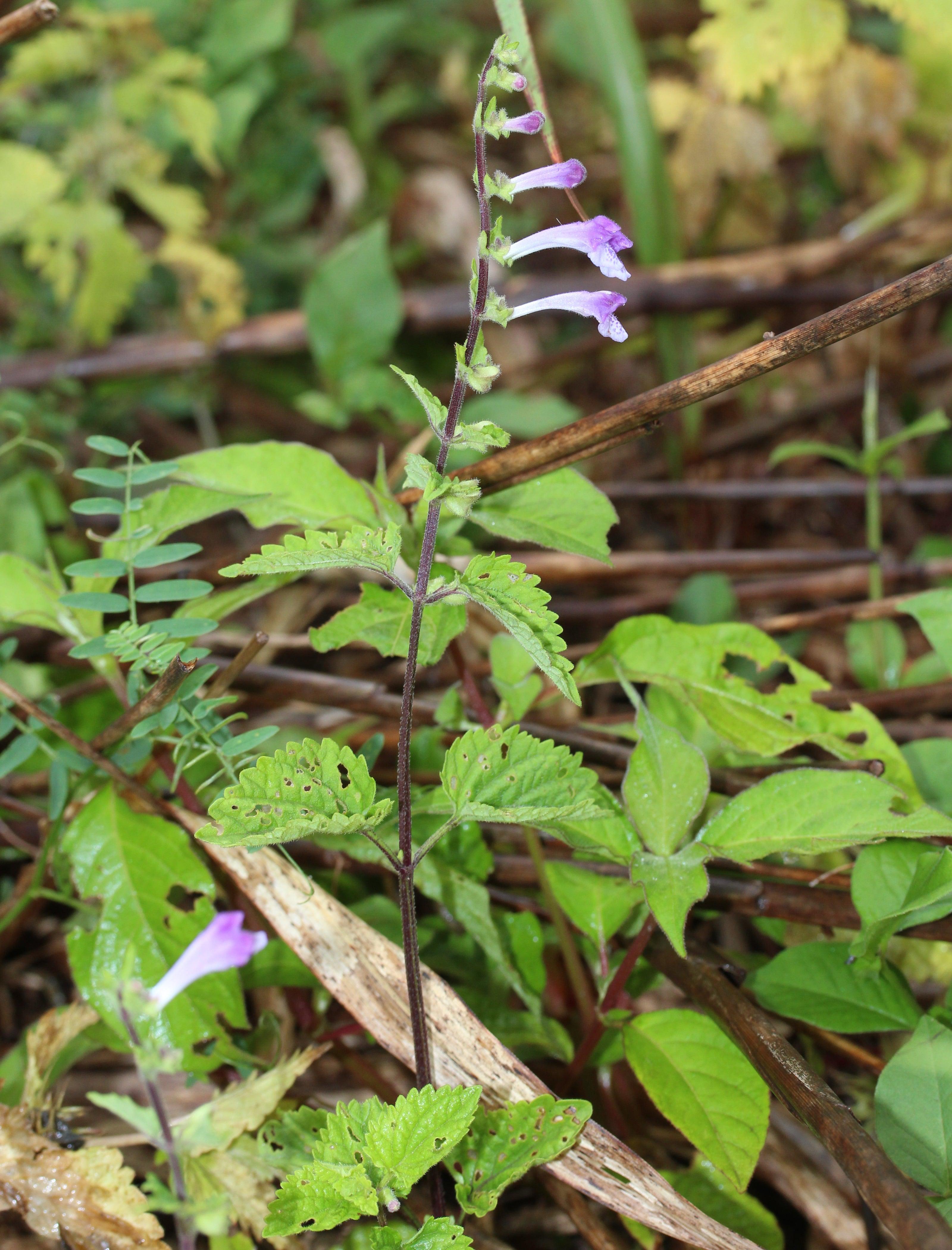 Skullcap (Scutellatia lateriflora) - Witching Plants