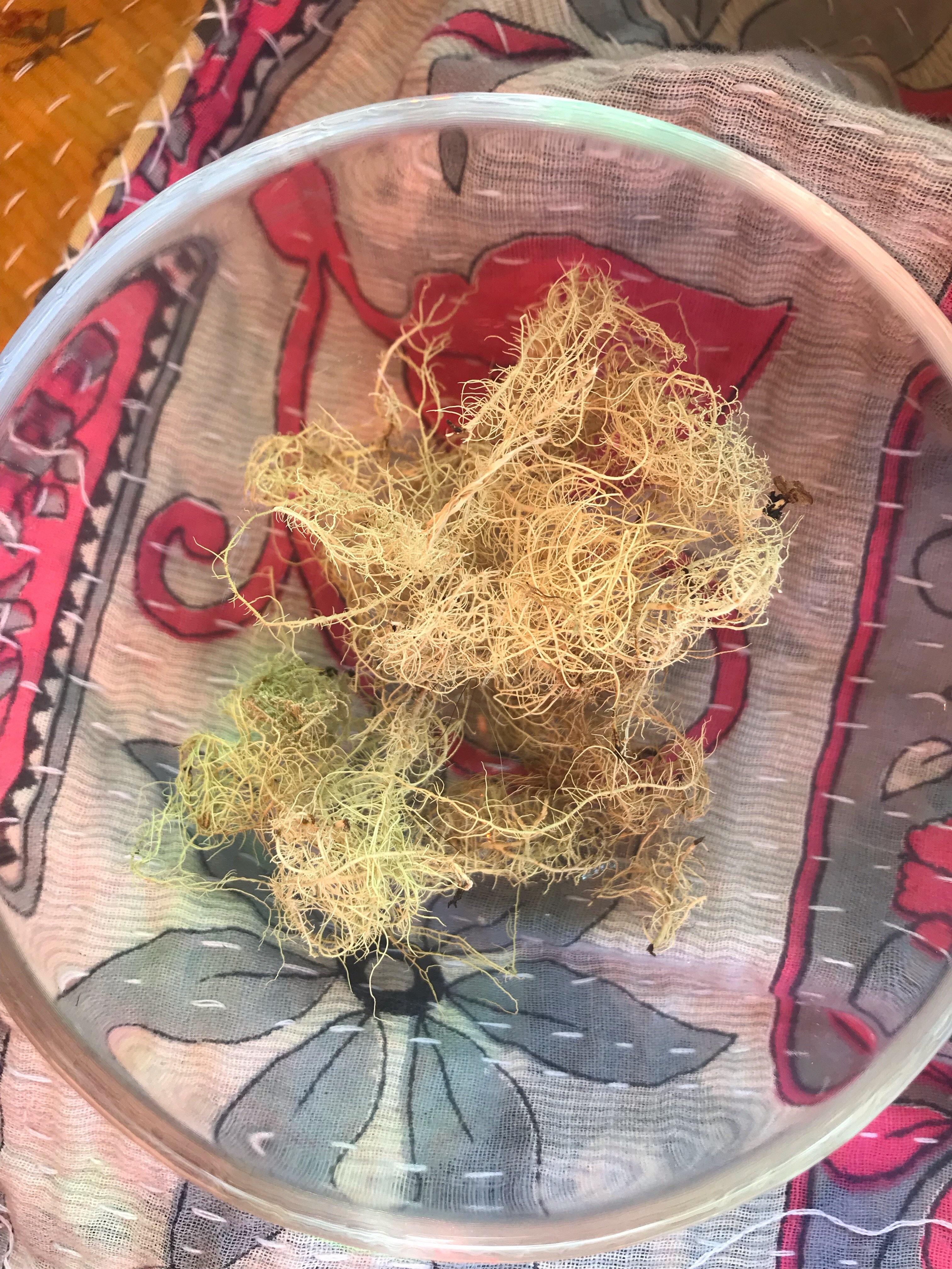 Usnea (Usnea barbata) - Witching Herbs - Keven Craft Rituals