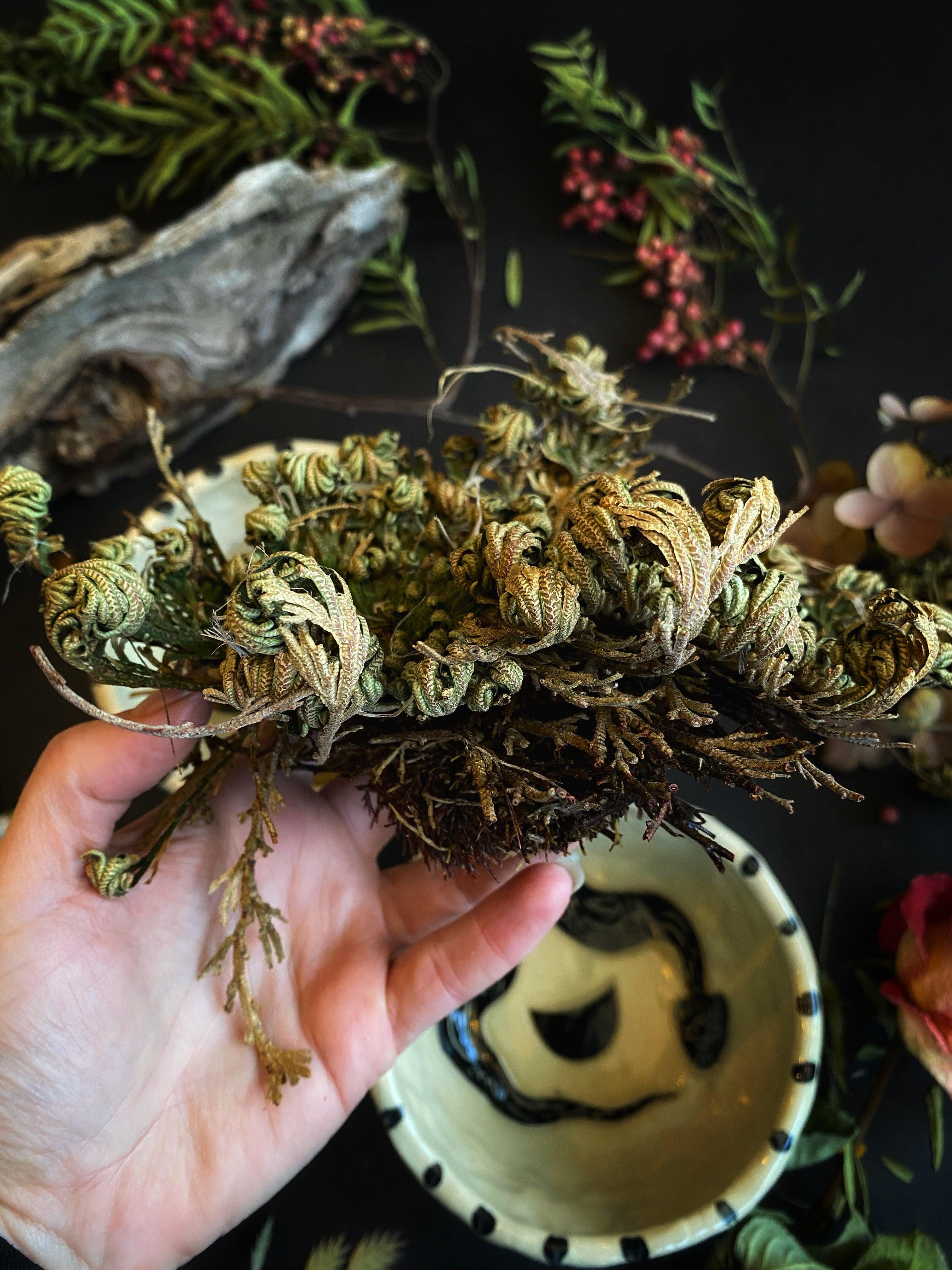 Jericho Flower / Resurrection Plant - Ritual Blessing - qmeb