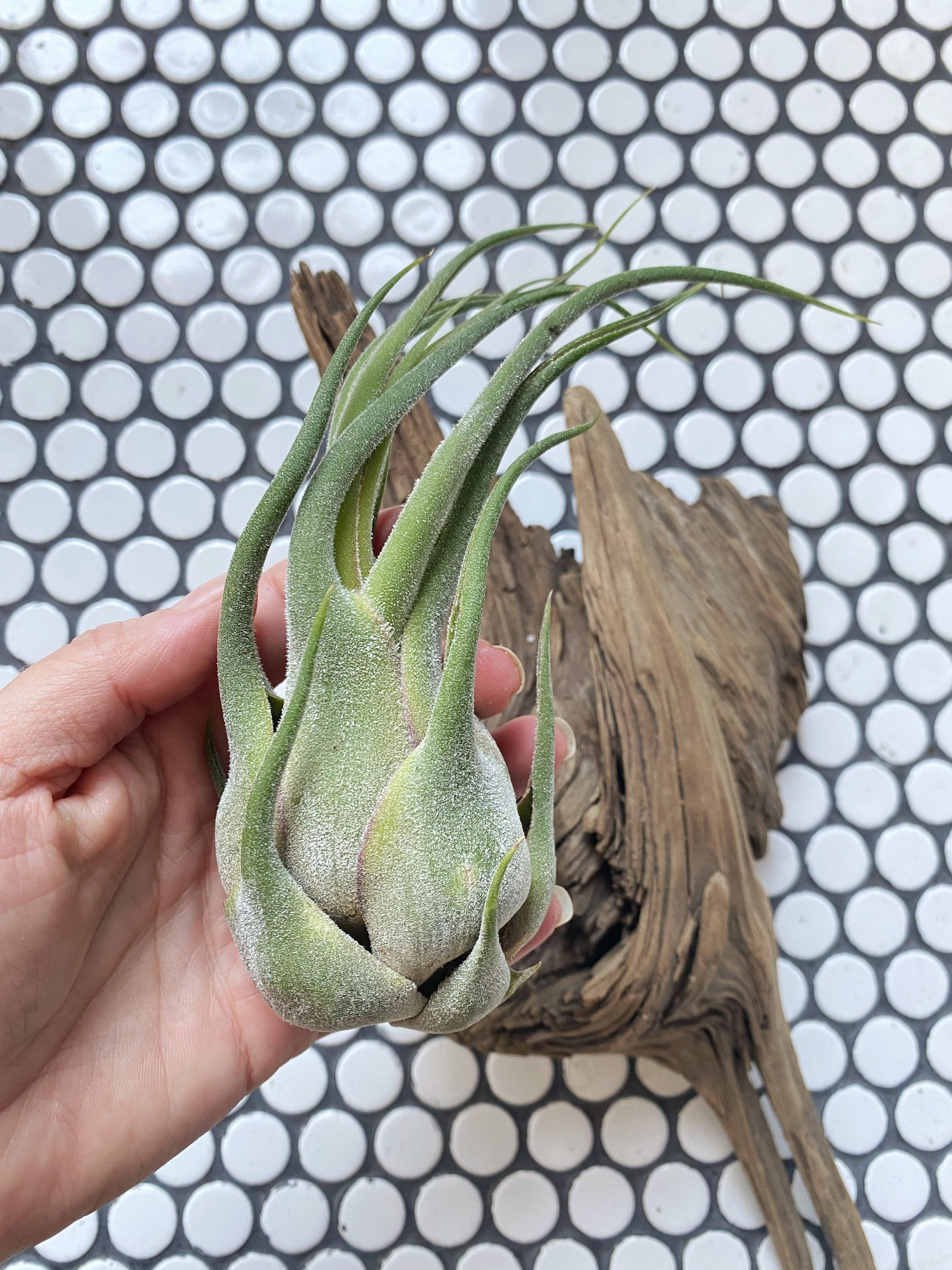 Tillandsia Seleriana Air Plant - Witching Houseplants - Keven Craft Rituals