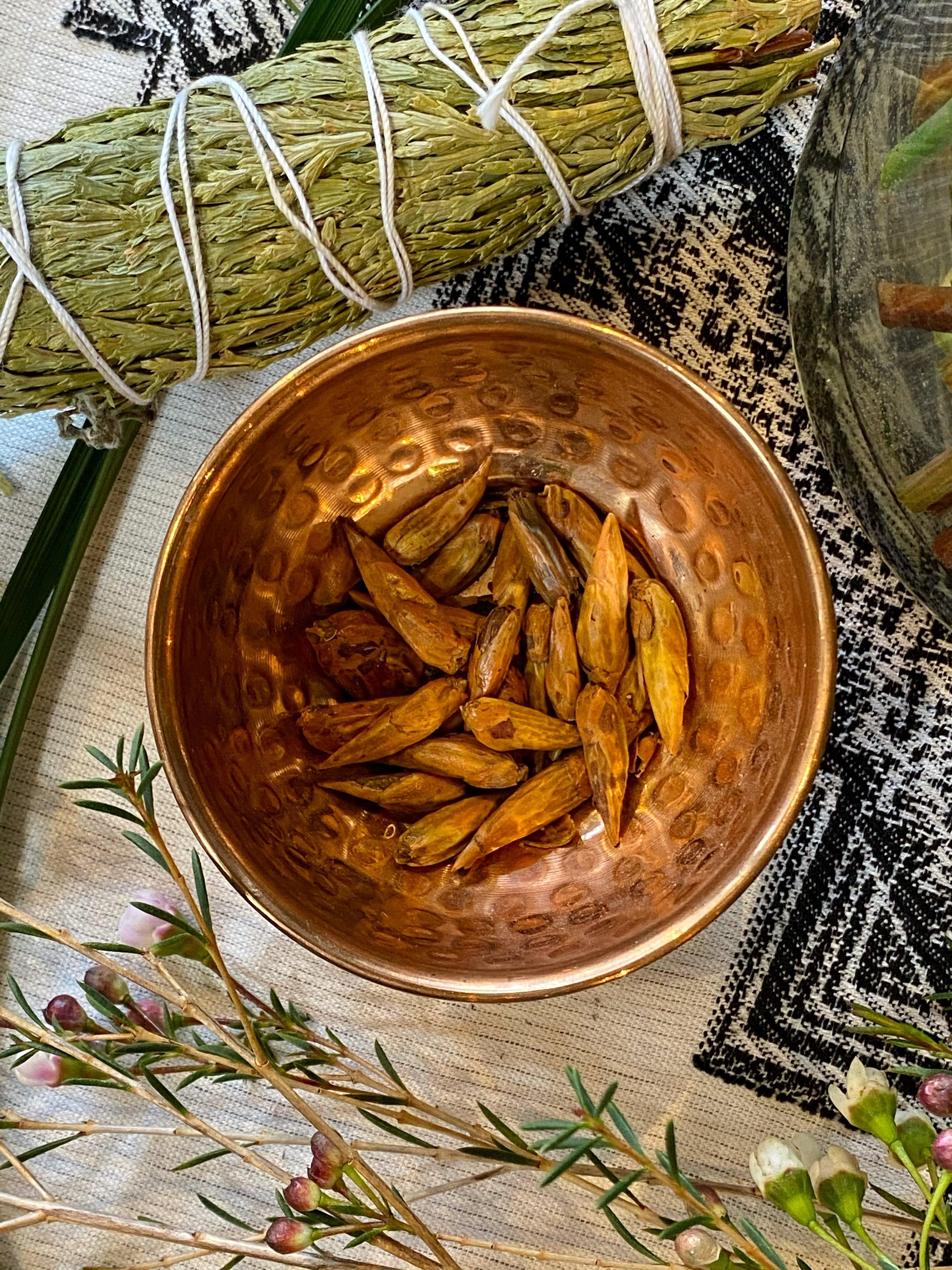 Balm of Gilead (Populus candicans) - Witching Herb - Keven Craft Rituals