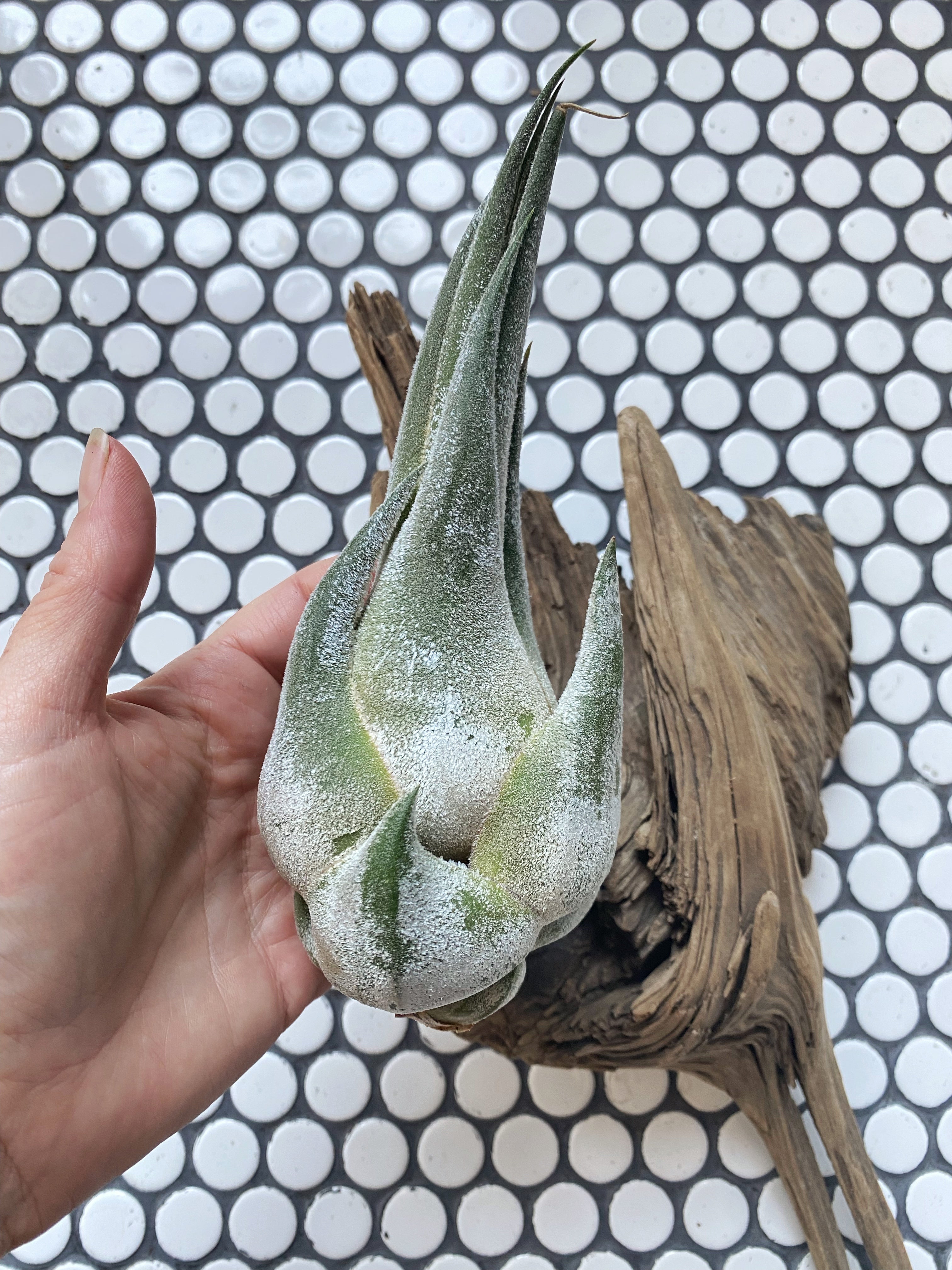 Tillandsia Seleriana Air Plant - Witching Houseplants - Keven Craft Rituals