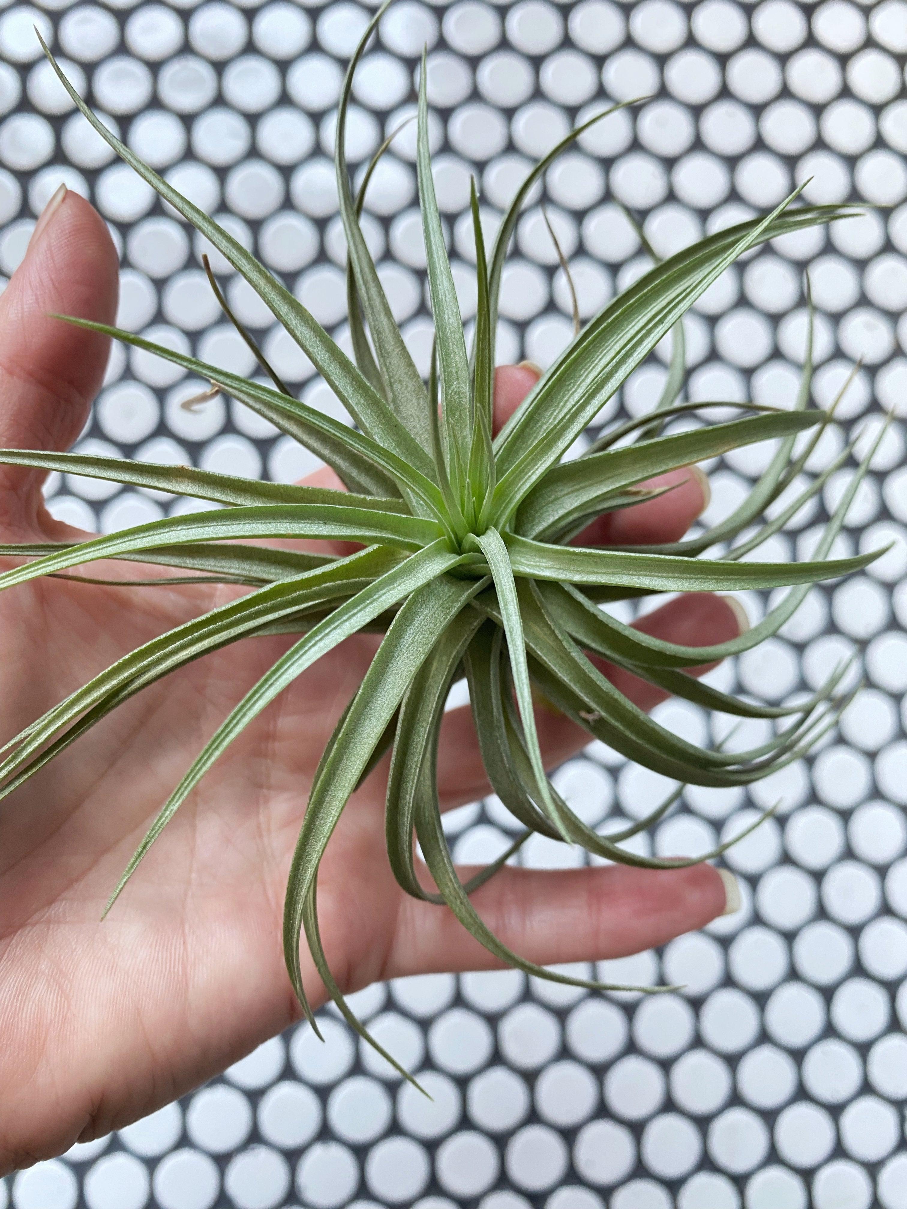 Tillandsia Aeranthos Air Plant - Witching Houseplants - Keven Craft Rituals