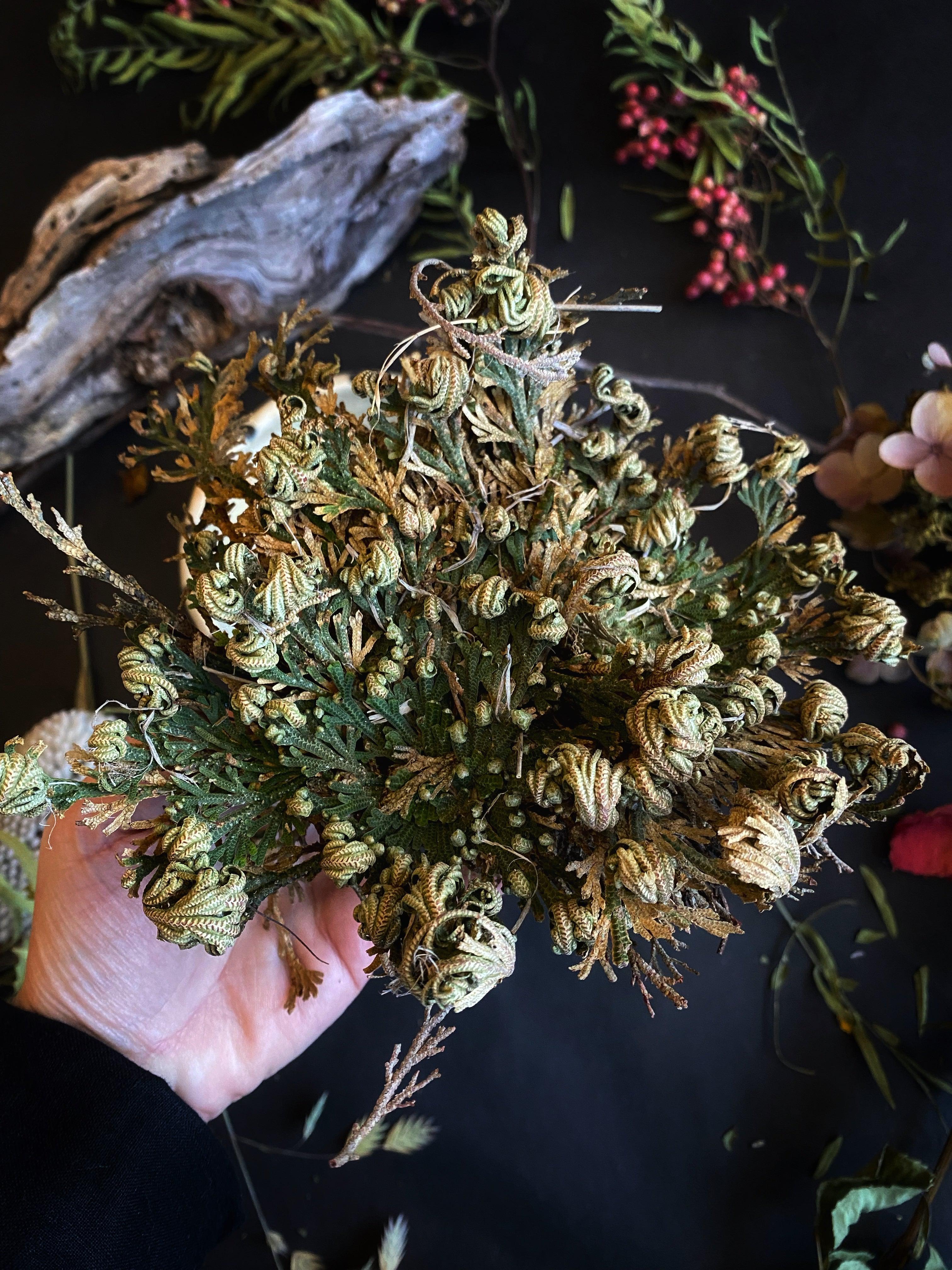 Jericho Flower / Resurrection Plant - Ritual Blessing - qmeb